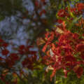 Ethnobotany in Action (or the Story of the Flame Tree)